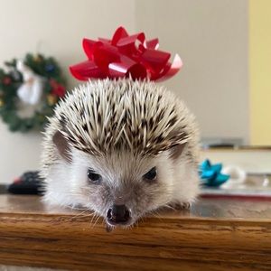 Meet your Posher, Julia